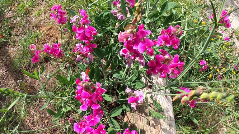 Footage Video of Sweet pea, sweet pea plant (Lathyrus) with pink flowers. Climbing plant on the fence.