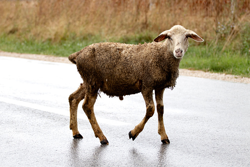 The lost and wet dirty brown sheep lamb on a rainy road