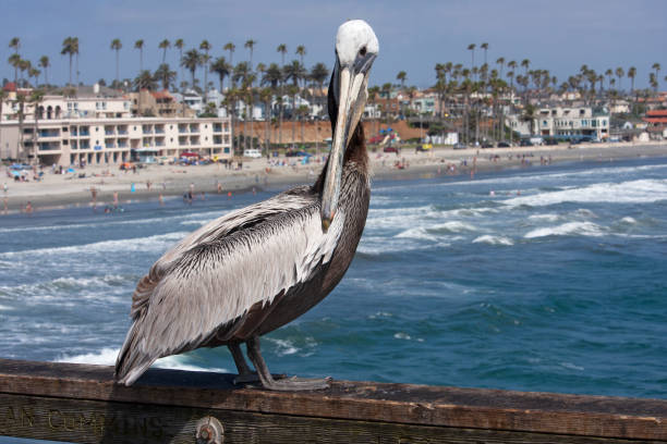 grey pelican above the pacific beach - american white pelican imagens e fotografias de stock