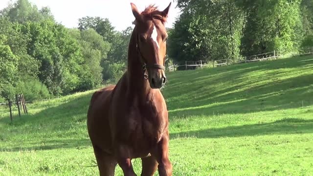 Footage Video of The horse is galloping in the meadow