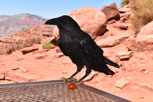 Black bird in the desert