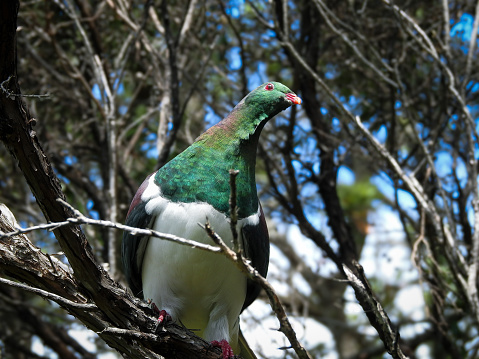 Kereru or New Zealand Pigeon (Hemiphaga novaeseelandiae) looking around on Tiritiri Matangi Island, Auckland, New Zealand
