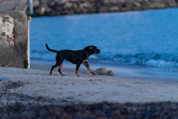 A Staffordshire Bull Terrier dog by the sea, waiting to play