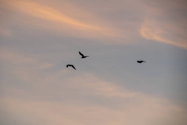 istock Three seagulls fly in the sunset sky 1965791418
