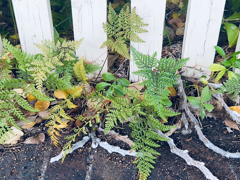 Horizontal high angle closeup photo of the green fronds and long furry grey creeping stems on a  Hare’s Foot Fern growing through the white wooden palings of a picket fence and onto the brick wall in a cottage garden in Uralla, New England high country NSW in Summer