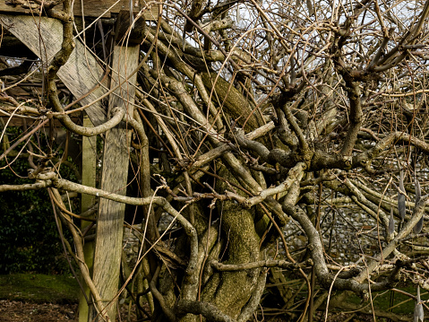 Ancient huge Wisteria tree in the gardens of Greys Court, England, 120 years old