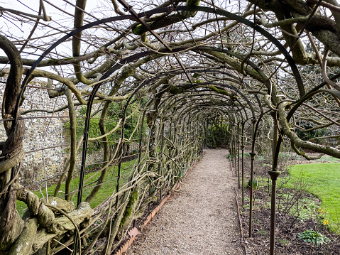 Ancient huge Wisteria tree in the gardens of Greys Court, England, 120 years old