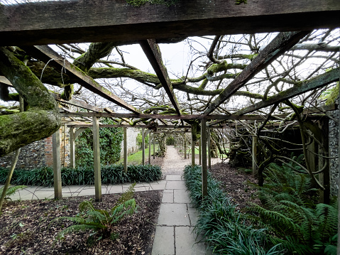 Ancient huge Wisteria tree in the gardens of Greys Court, England, 120 years old