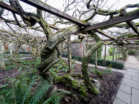 Ancient huge Wisteria tree in the gardens of Greys Court, England, 120 years old