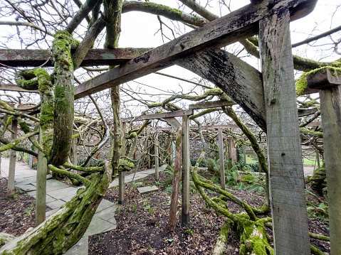 Ancient huge Wisteria tree in the gardens of Greys Court, England, 120 years old