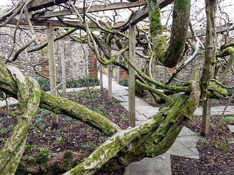 Ancient huge Wisteria tree in the gardens of Greys Court, England, 120 years old