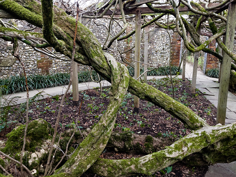 Ancient huge Wisteria tree in the gardens of Greys Court, England, 120 years old