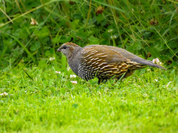 istock Female California Quail Foraging Amongst Grass 1965849859
