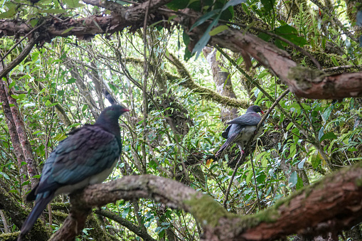 Two native New Zealand wood pigeons Kereru