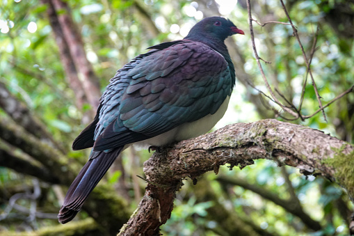 New Zealand native wood pigeon Kereru