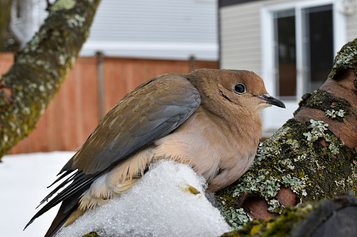 Morning Dove perched on a tree in Ottawa, Canada