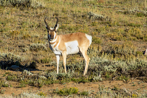Pronghorn, a very fast deer-like animal, in Arapaho National Wildlife Refuge