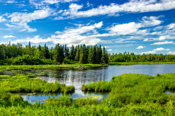 istock Road side Elk Island National Park Alberta Canada 1965922357