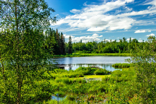 istock Road side Elk Island National Park Alberta Canada 1965930711