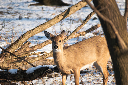 White-tailed Deer (Odocoileus virginianus) in Winter Woodland
