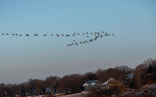 Canada Goose (Branta canadensis) Flock Flying over Lake Houses