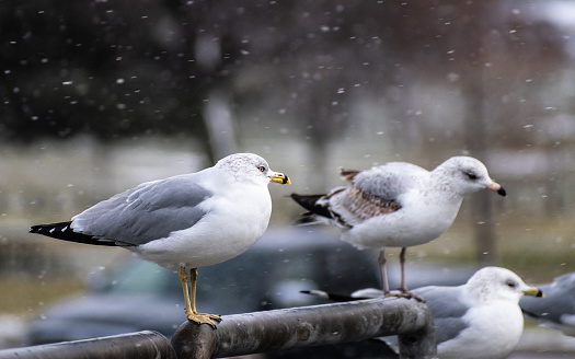 Ring-billed Gull (Larus delawarensis) Colony Perched on Railing During Snowstorm