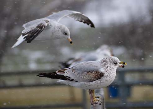 Line of Ring-billed Gulls (Larus delawarensis) Perched in a Line along Metal Railing During Snow Storm with One Flying