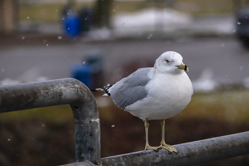 Ring-billed Gull (Larus delawarensis) Perched on Railing During Snow Storm