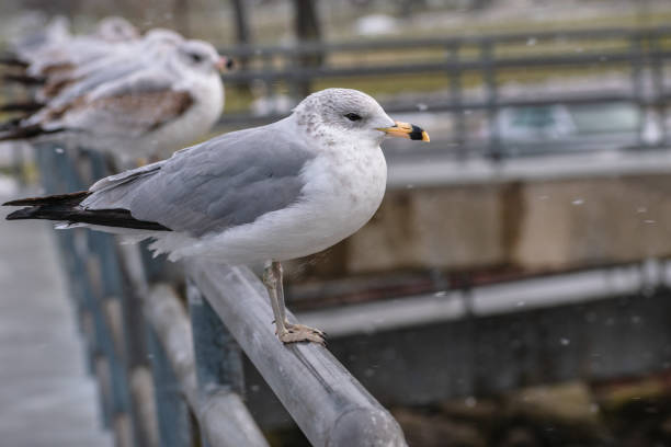 istock Ring-billed Gull (Larus delawarensis) Perched on Railing During Snow Storm with Colony in Background 1965956216