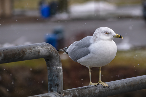 Ring-billed Gull (Larus delawarensis) Perched on Railing During Snow Storm