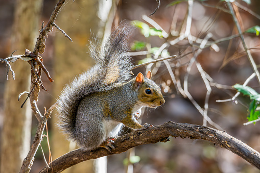 Gray Squirrel perched on a Limb in Williamsburg, Virginia.