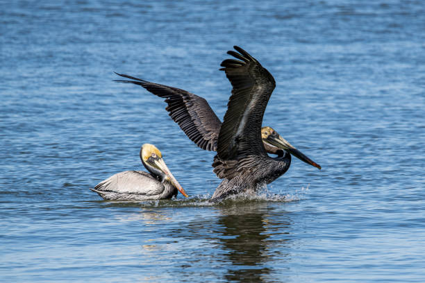 istock A Pair of Brown Pelicans on the River 1965957775