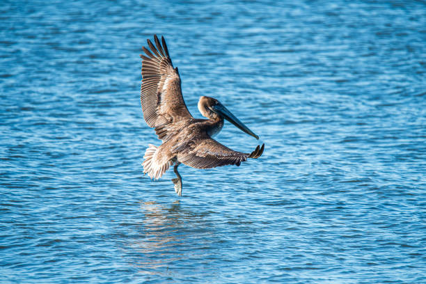Brown Pelican Landing on the River