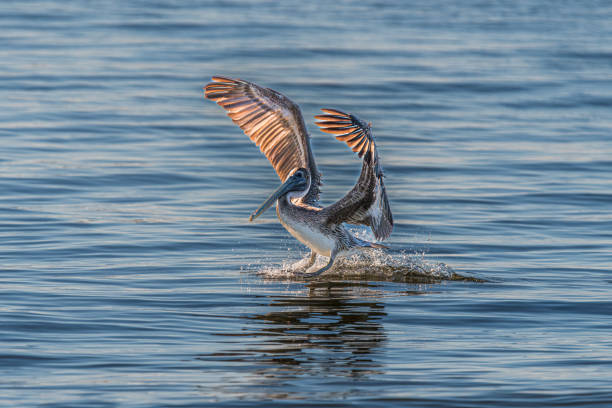 Brown Pelican Landing on the River