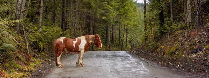 Horse crossing the dirt road in the Canadian Rain Forest. British Columbia, Canada.