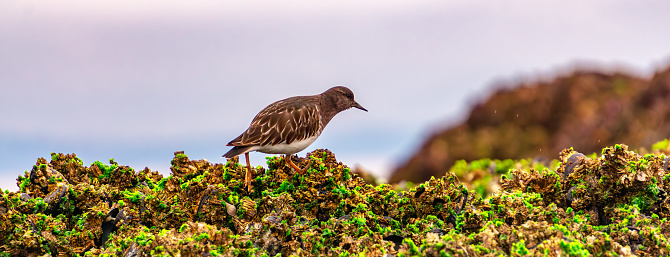 Wild birds at a rocky shore of Port Hardy in Vancouver Island, British Columbia, Canada. Golden Sunset