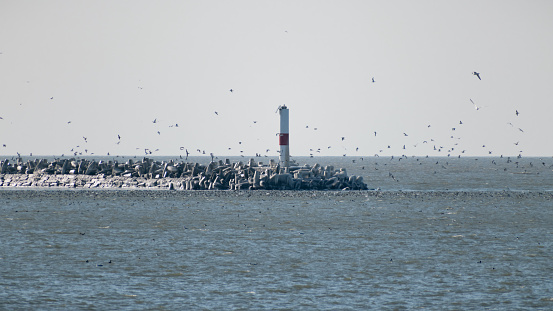 Seagulls Flocking around Icy Lighthouse