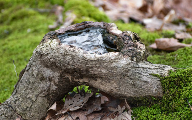 istock Puddle of Water Collected in Tree Root on Mossy Forest Floor 1965998841
