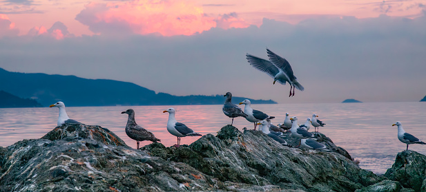 Seagulls on the sand beach