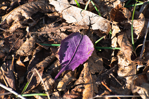 Fallen Purple Leaf on Forest Floor