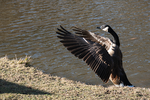 Canada Geese (Branta Canadensis) Flapping Wings