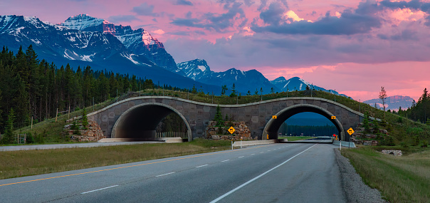 Animal crossing bridge across Trans-Canada Highway in Banff National Park, Alberta, Canada. Sunrise Sky. Panorama