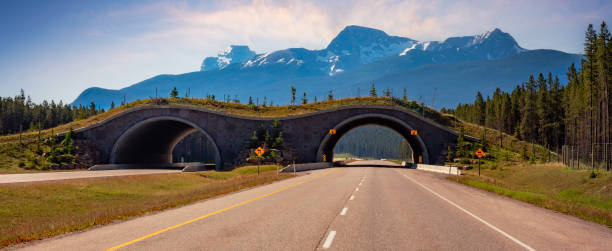 istock Animal crossing bridge across Trans-Canada Highway in Banff 1966013428