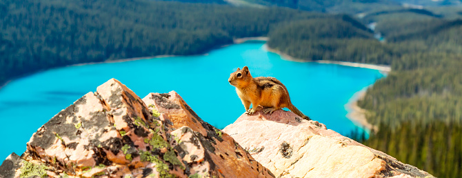 Chipmunk on a rock with Canadian Rockies in the background. Peyto Lake, Banff National Park, Alberta, Canada.