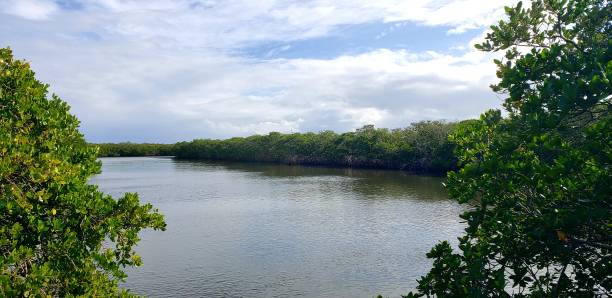 istock Pelican Island National Park 1966014453