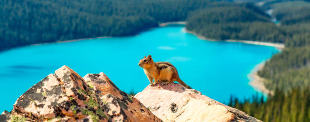 Chipmunk on a rock with Canadian Rockies in the background.