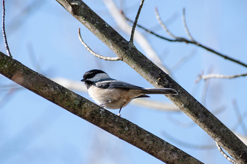 Black-capped Chickadee (Poecile atricapillus) Perched on Tree Branch