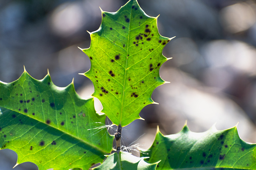 Close Up of Ilex Leaves