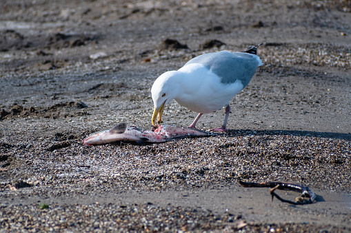 Herring Gull (Larus argentatus) Pecking Flesh off of Dead Fish on Beach