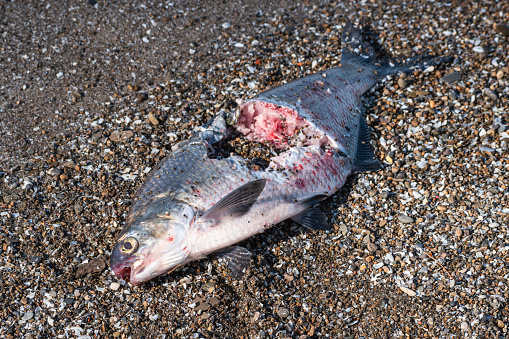 Dead Shad Fish Eaten by Seagulls